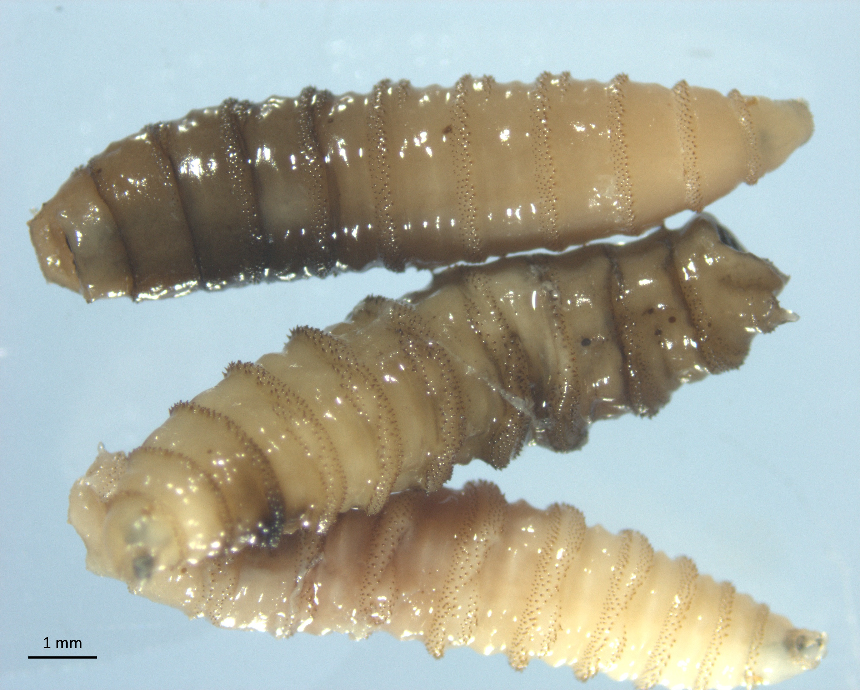 New World Screwworm