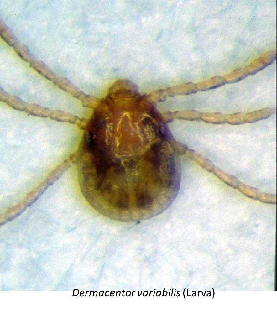 Dermacentor variabilis 1a