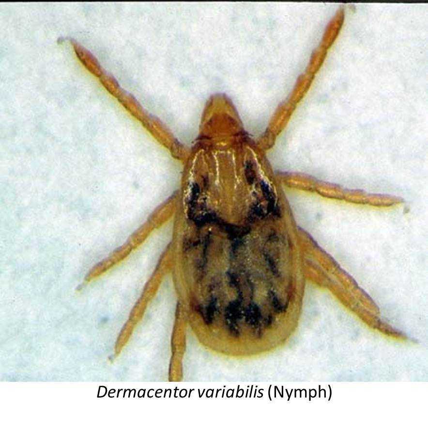 Dermacentor variabilis 2a