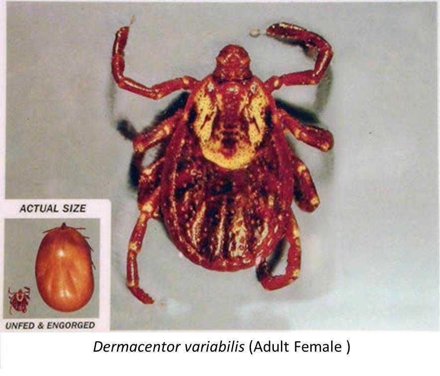 Dermacentor variabilis 3a