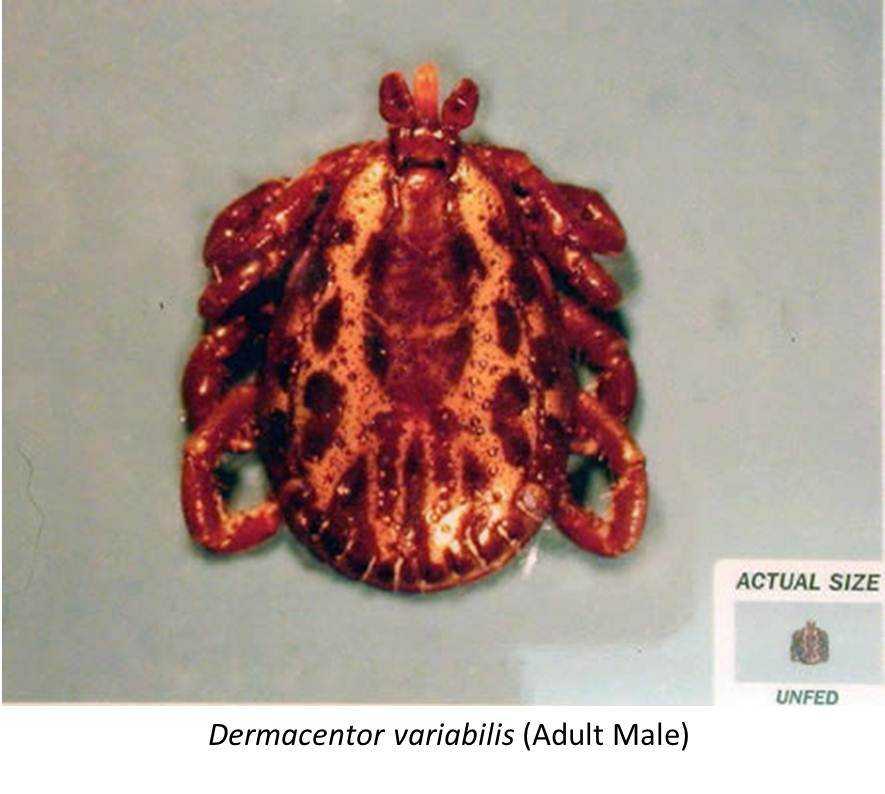 Dermacentor variabilis 4a