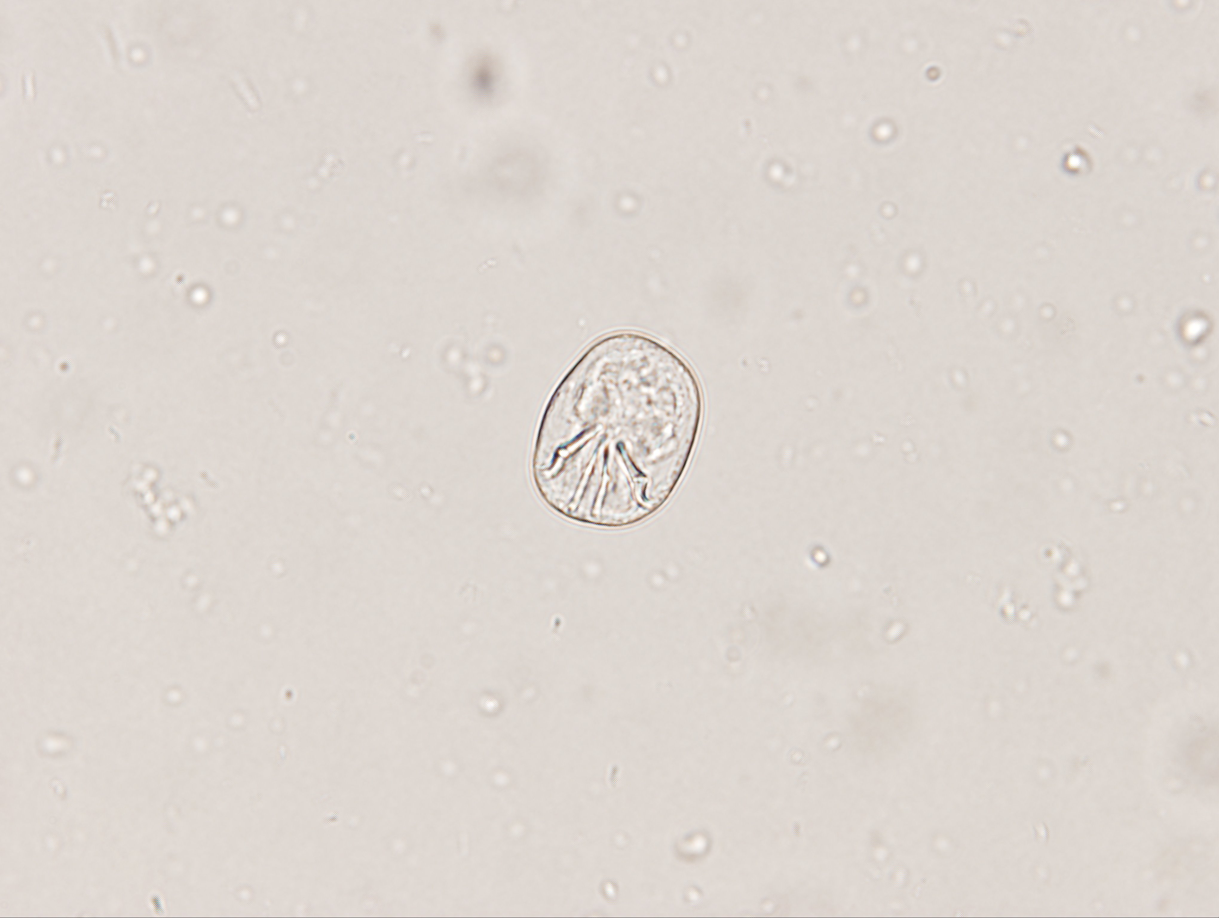 Meso egg80x1