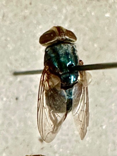 NWS adult 1 1